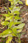 Pineland goldenaster